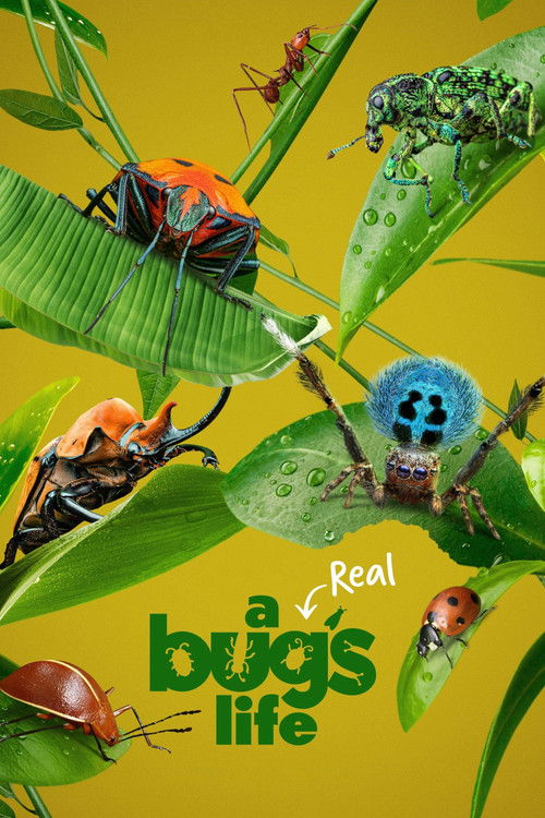 A Real Bug’s Life : 1.Sezon 3.Bölüm